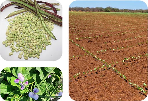 Grãos, vagens, flor e plantação de feijão verde - Natan