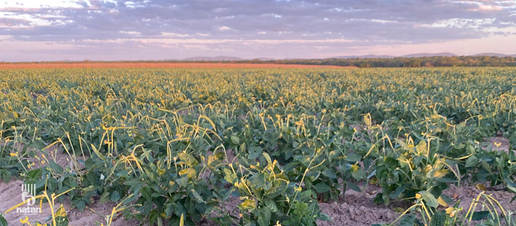 Imagem de plantação de feijão verde - Natan
