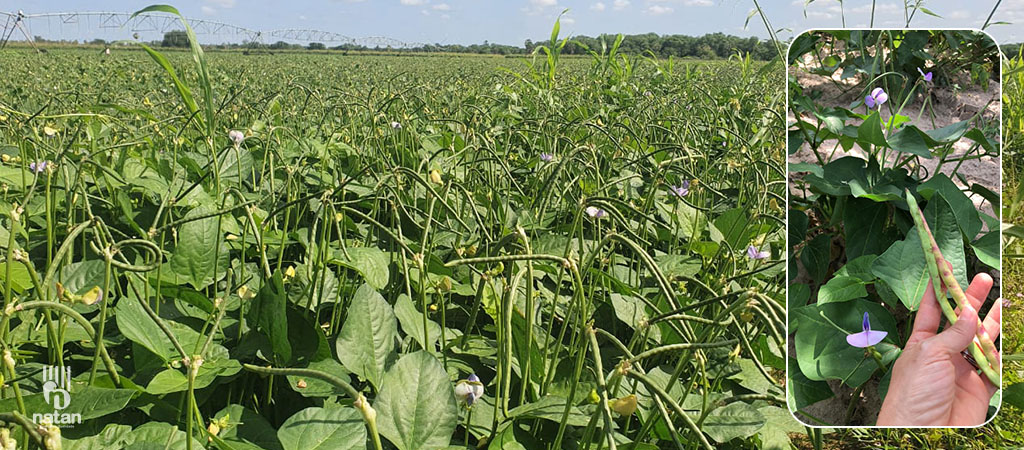 Imagem de plantação de feijão verde - Natan